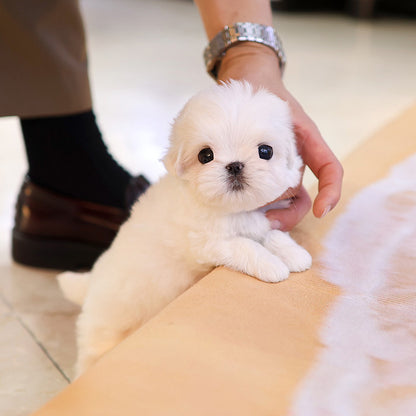 Maltese - Toseu (Male)