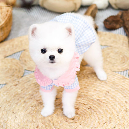 Pomeranian - Chino (Female)