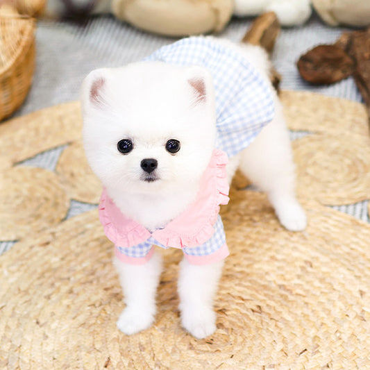 Pomeranian - Chino (Female)