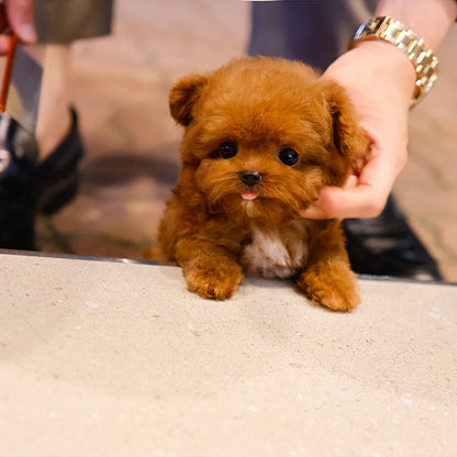Poodle - Obong (Male)