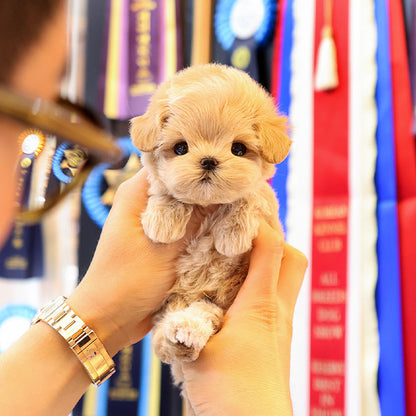 Maltipoo - Poyu (Male)