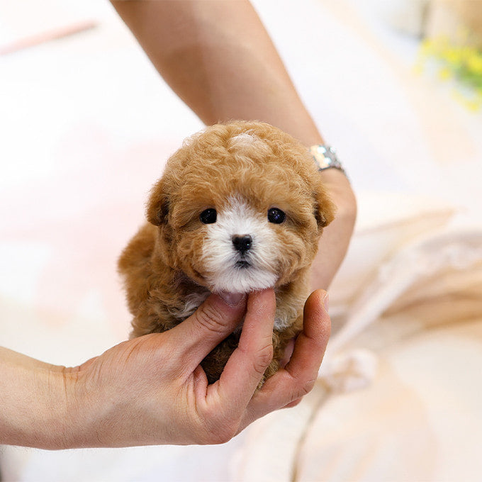 Poodle - Sangchu (Male)