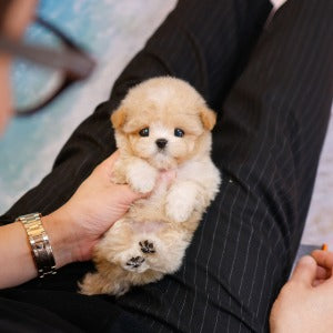 Maltipoo - Hajji (Female)