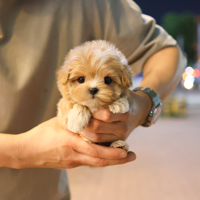 Maltipoo - Toffee (Male)