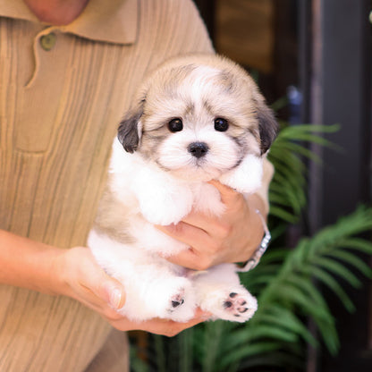 Coton de Tulear - Bangja (Male)
