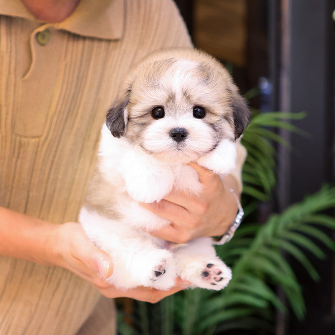 Teacup Coton de Tulear male puppy available at Cute Ptiga