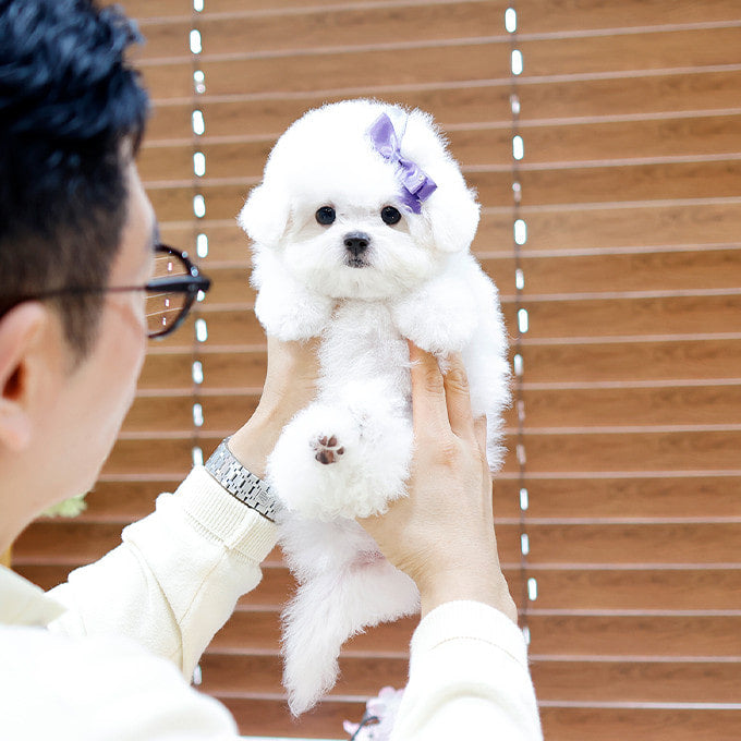 Bichon Frise - Bita (Male)