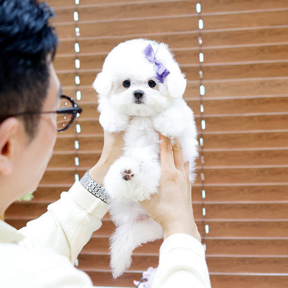 Bichon Frise - Bita (Male)
