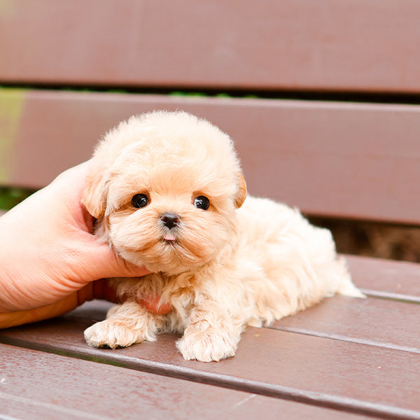 Maltipoo - Mallang (Female)