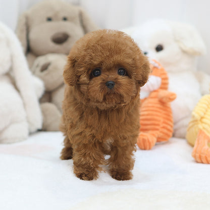 Poodle - Kungji (Male)