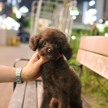 Maltipoo - Rona (Male)