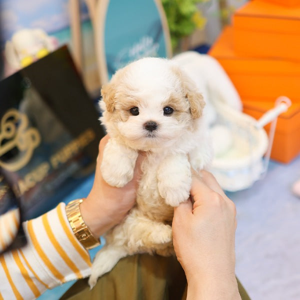 Poochon - Somyi (Male)