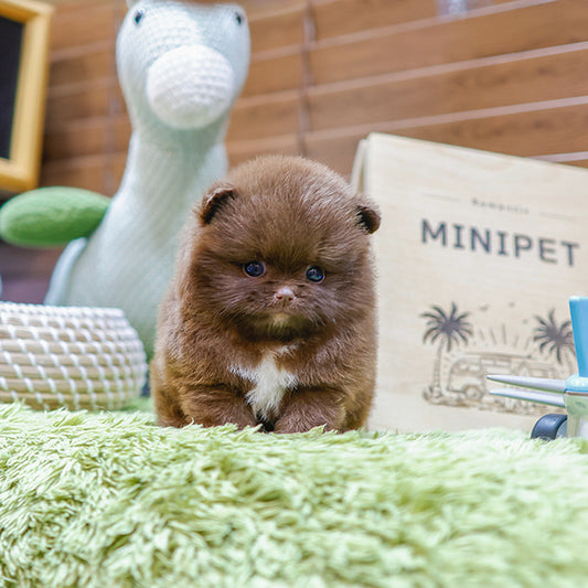 Pomeranian - Choring (Female)