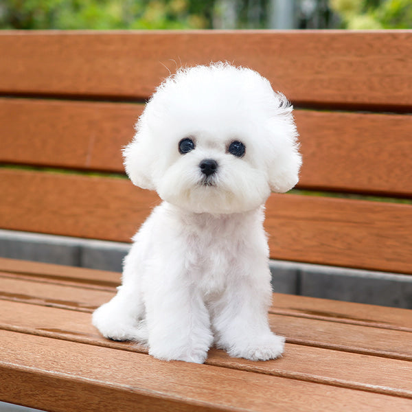 Bichon Frise - Tipi (Male)