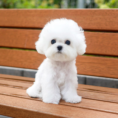 Bichon Frise - Tipi (Male)