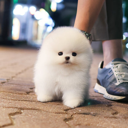 Pomeranian - Deurim (Male)