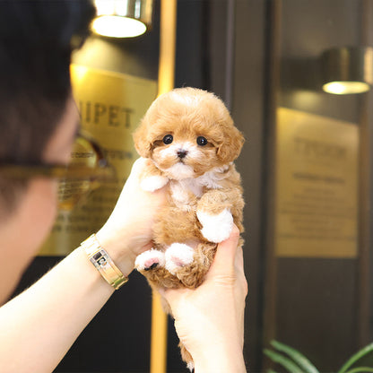 Maltipoo - Pupu (Female)
