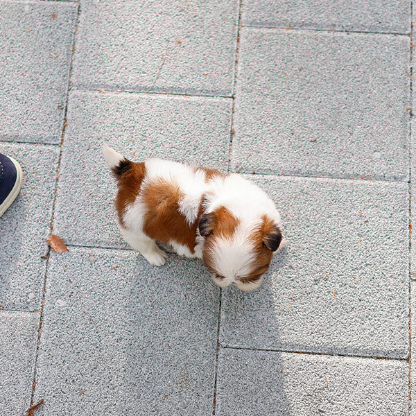 Shihtzu - Atti (Female)