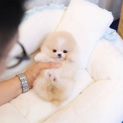 Pomeranian - Hamtori (Female)
