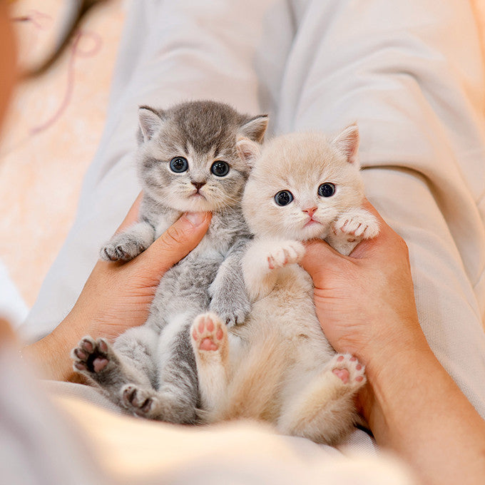 British Shorthair - Dobeu (Female)