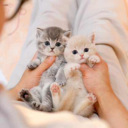 British Shorthair - Dobeu (Female)