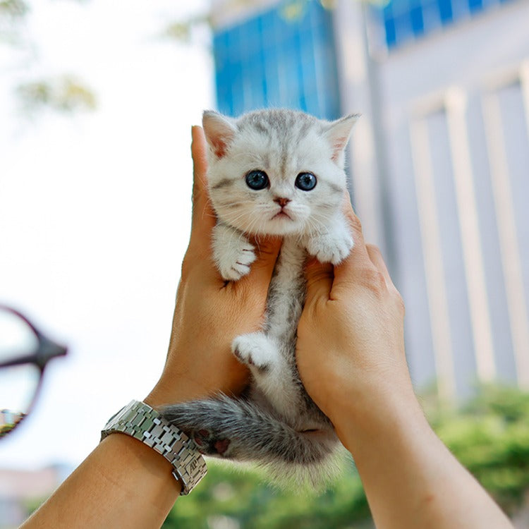 Munchkin - Mandaeng (Female)