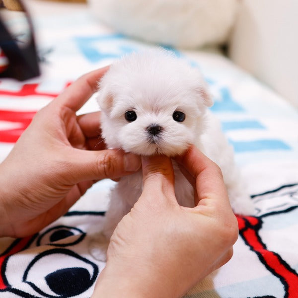 Maltese - Chocho (Female)