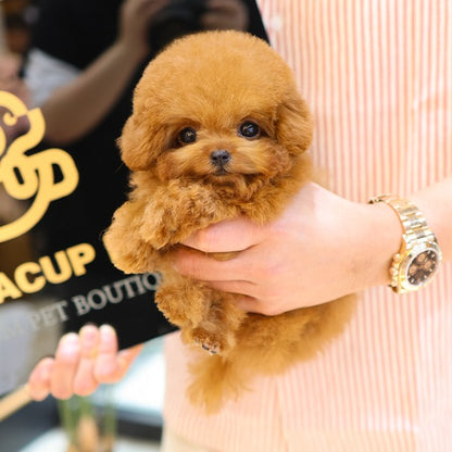 Poodle - Hermes (Female)