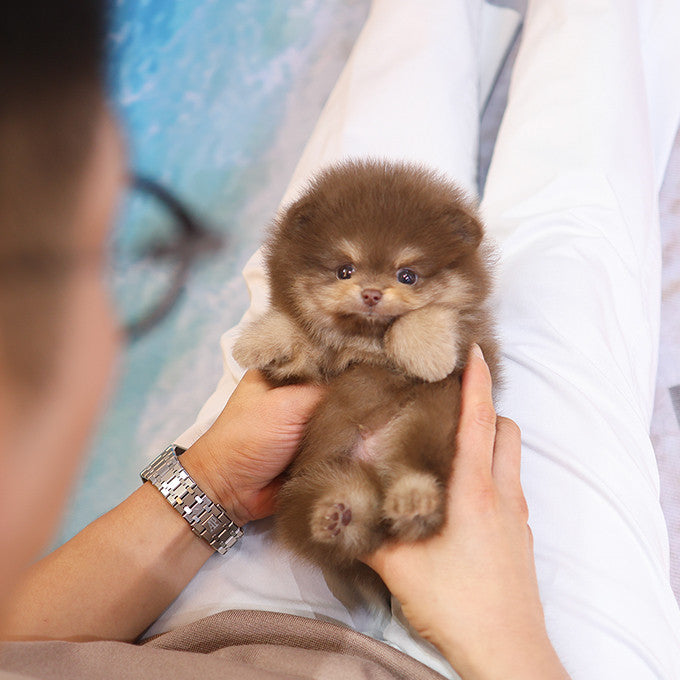 Pomeranian - Bamyi (Male)