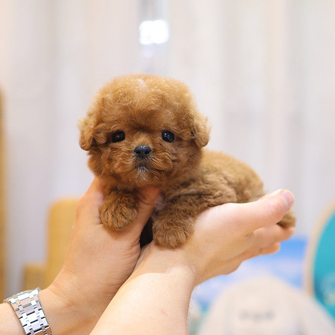 Poodle - Kongyi (Male)