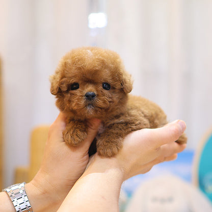 Poodle - Kongyi (Male)