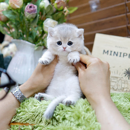 British Shorthair - Poko (Male)