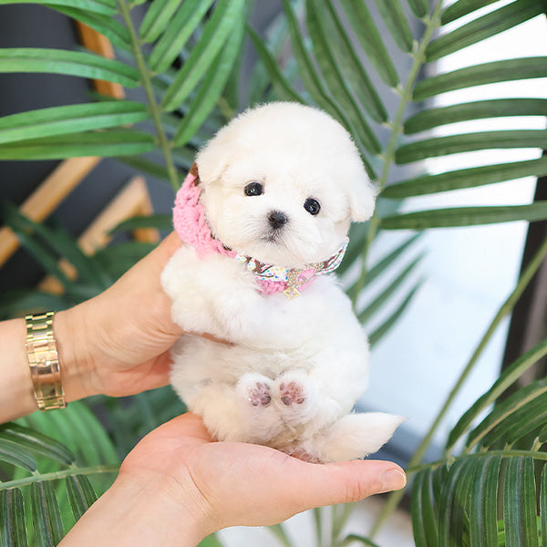 Bichonfrise - Chota (Female)