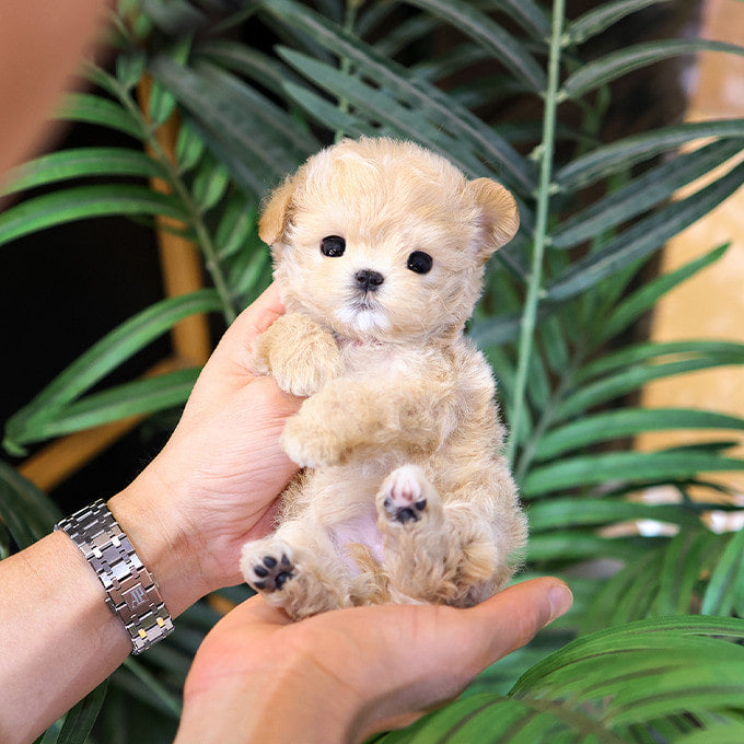 Maltipoo - Temu (Female)