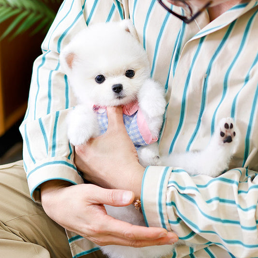 Pomeranian - Chino (Female)