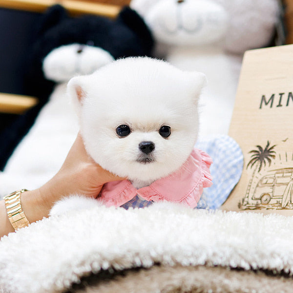 Pomeranian - Chino (Female)