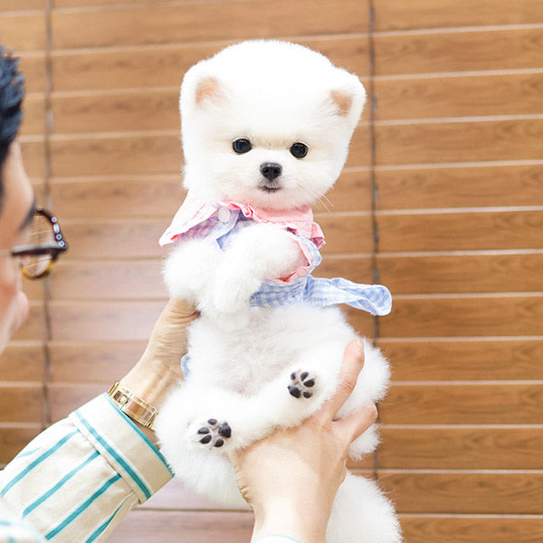Pomeranian - Chino (Female)