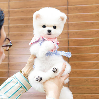 Pomeranian - Chino (Female)