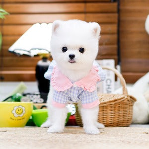 Pomeranian - Chino (Female)